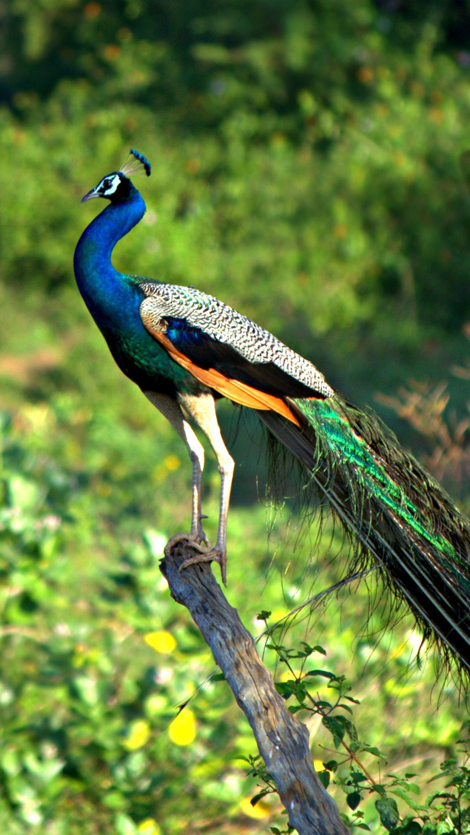 bird, blue, peacock wallpaper