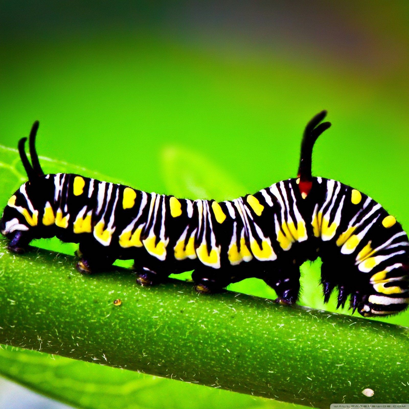 A close up of a cater butterfly on a green leaf (beauty, caterpillar, close up, leaf)