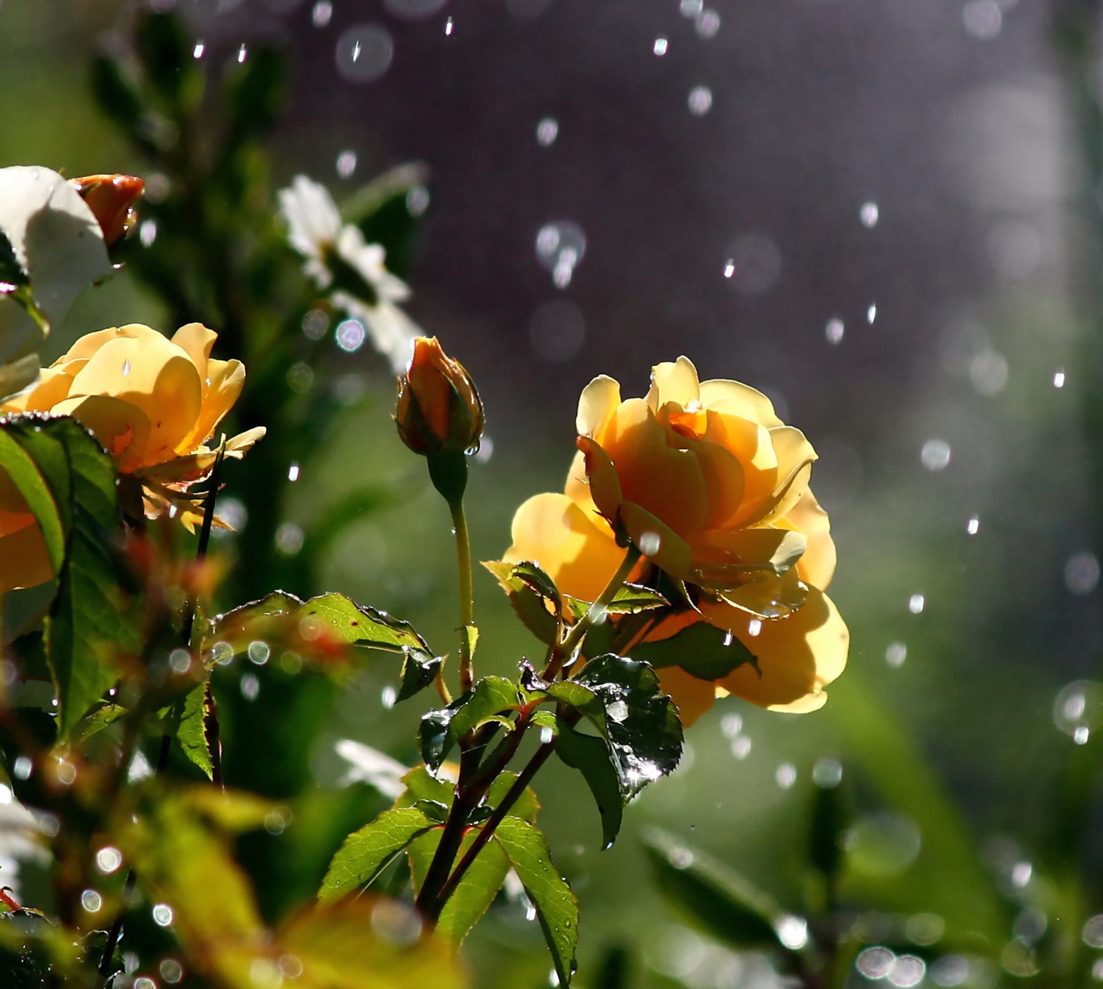 Yellow roses in the rain with water droplets on them (cute, feelings, love, rose)