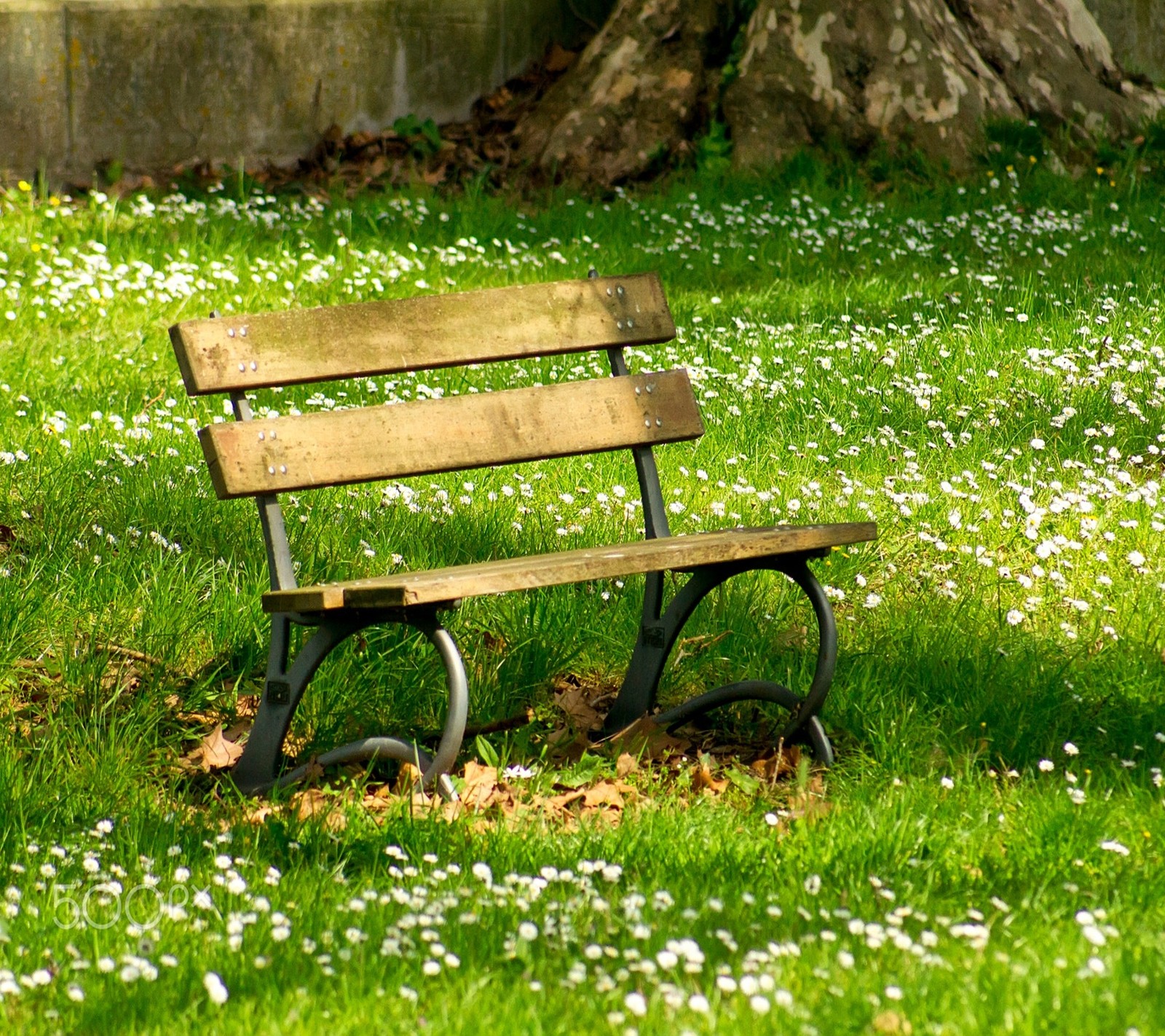 Um banco de madeira está sentado na grama perto de uma árvore (paisagem, natureza)