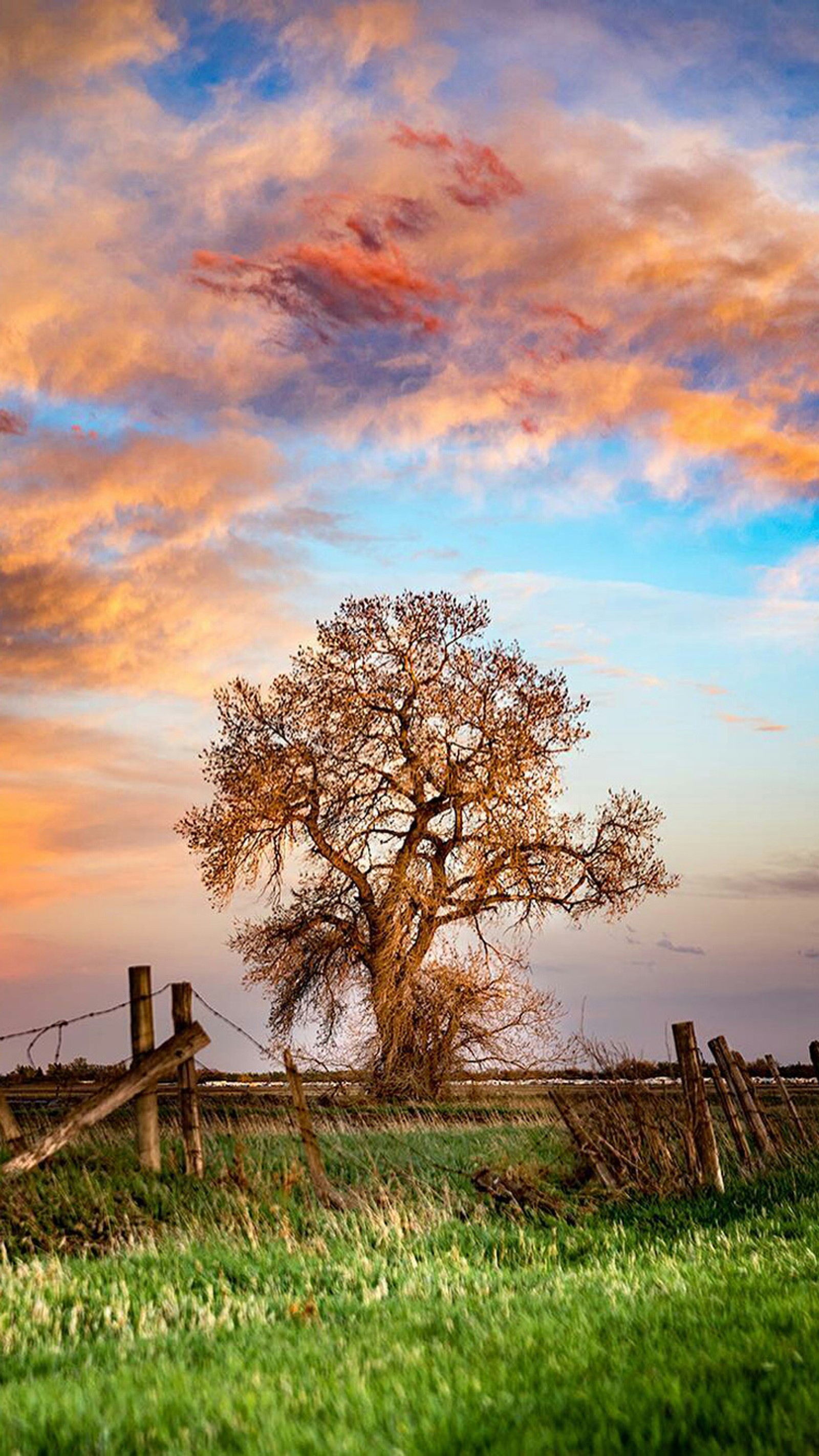 Uma árvore em um campo com uma cerca e um pôr do sol (nuvens, campo, grama, paisagem, natureza)