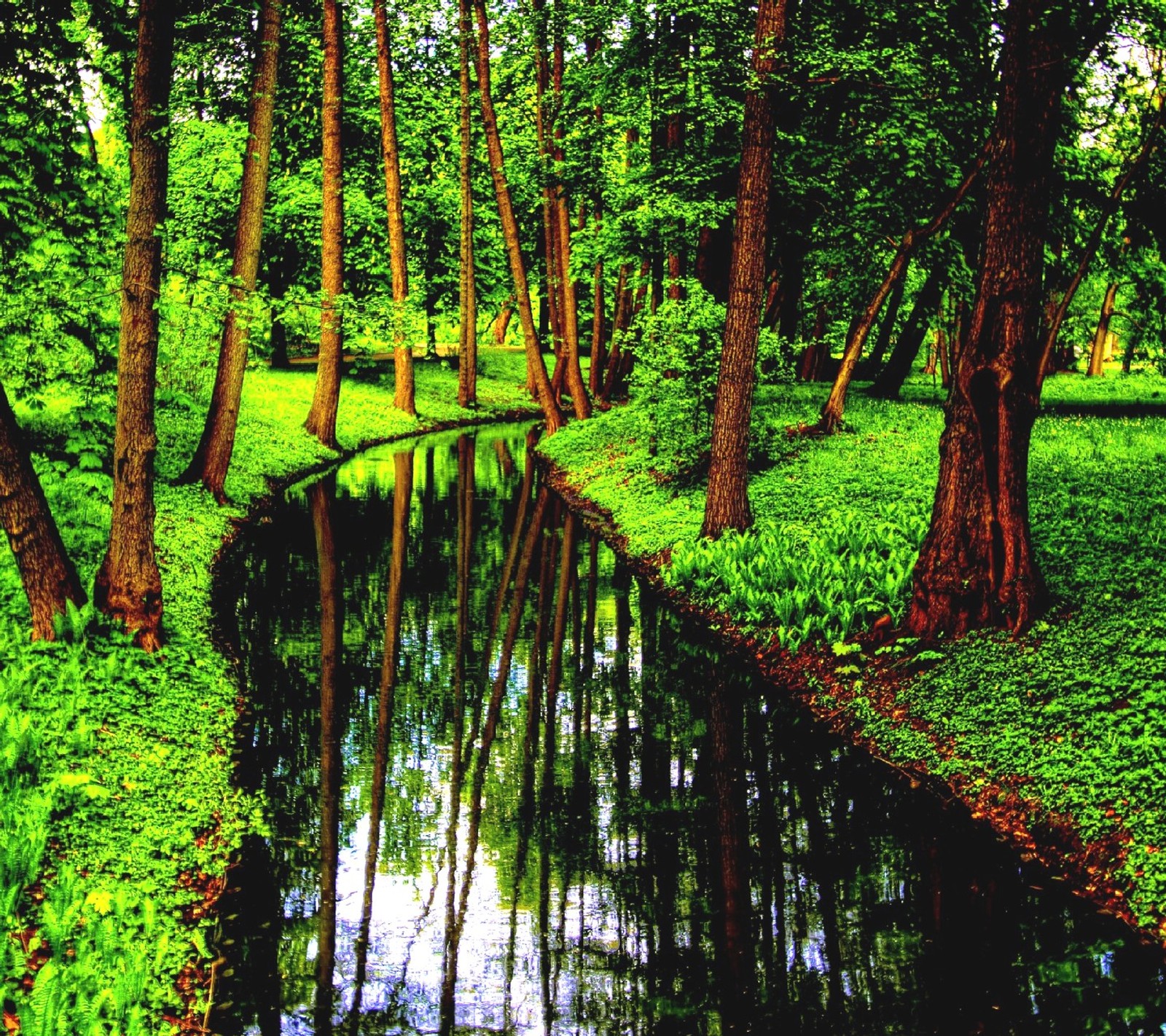 Uma vista de um riacho correndo através de uma floresta verde e exuberante (natureza)