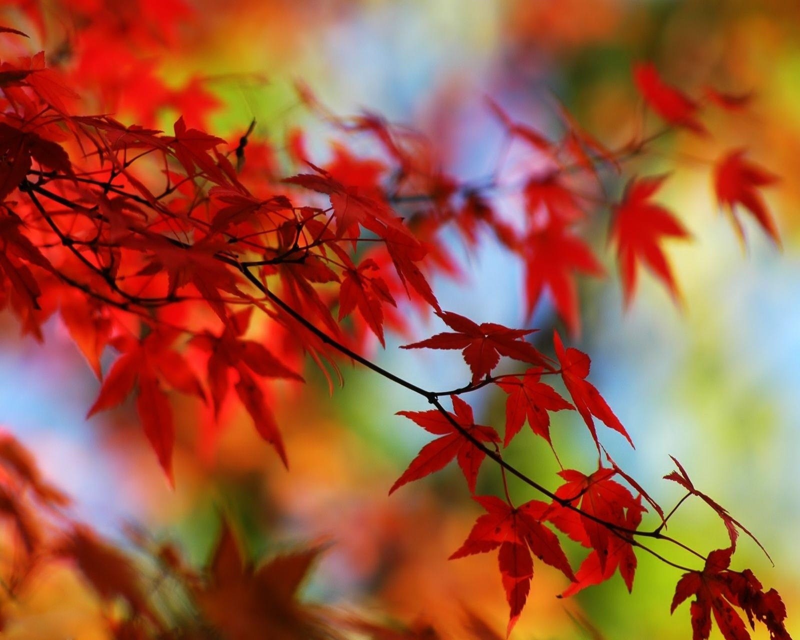 Téléchargez le fond d'écran automne, laisser, rouge