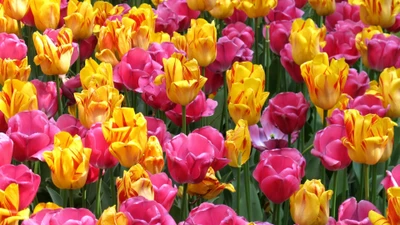 Vibrant Spring Flower Garden with Pink and Yellow Tulips