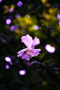 Zarter lila Blume mit lebhaften Blütenblättern vor einem sanft verschwommenen Hintergrund, der das Wesen des Frühlings in einer Strauchlandschaft einfängt.