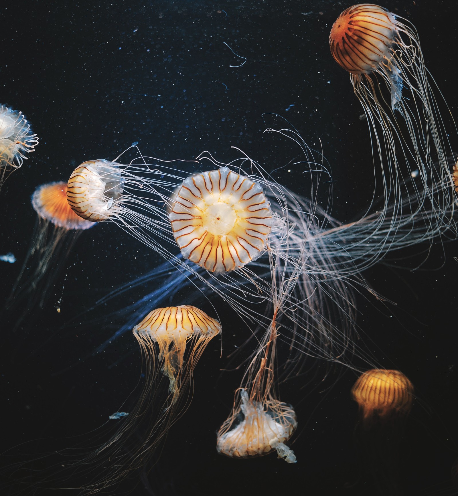 Jellyfishs floating in the water with a black background (jellyfish, invertebrate, sea, cnidaria, dandelion)