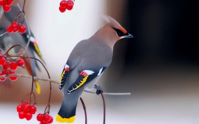 Colorful bird perched on a branch with bright red berries.