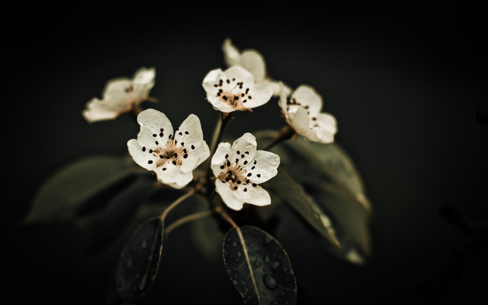 Há muitas flores brancas que estão em um galho (branco, planta, pétala, florescimento, flora)