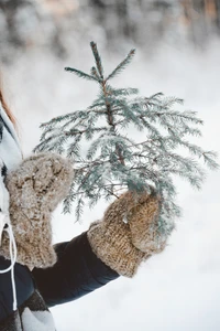 Frostige Winterumarmung: Ein handgehaltener Kieferzweig am Weihnachtstag