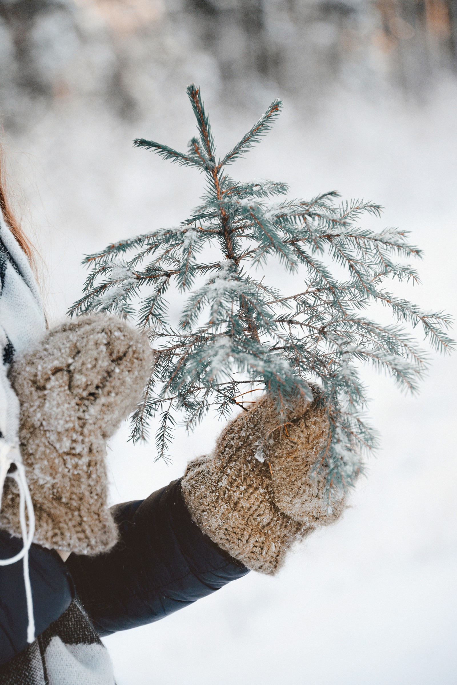 Quelqu'un tenant un petit arbre dans ses mains dans la neige (gel, brindille, neige, arbre, plante)