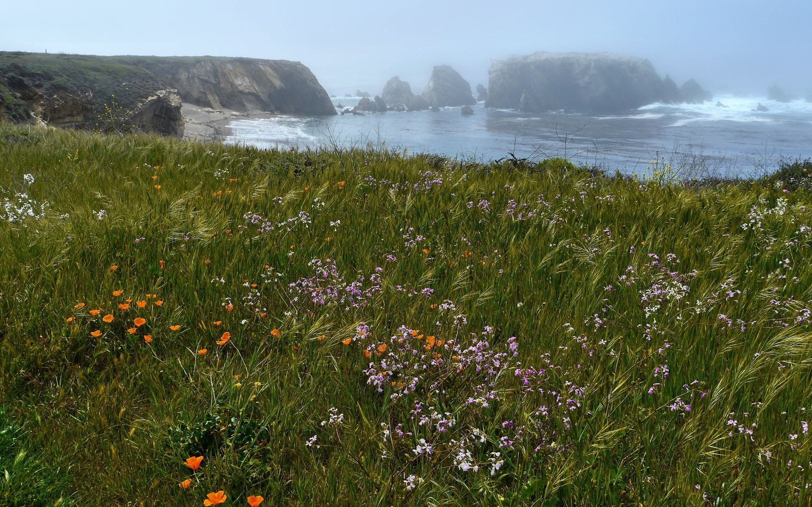 A view of a grassy field with wildflowers and a cliff in the background (vegetation, wildflower, plant, painting, sea)