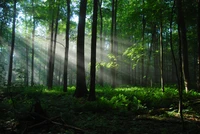 Sonnenlicht, das durch einen alten Waldhain filtert