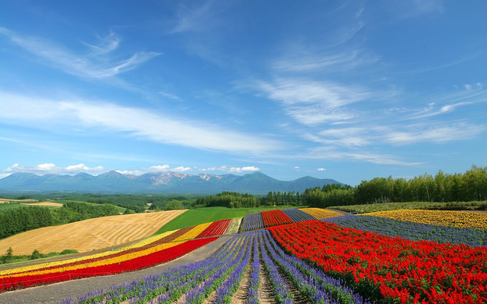 Vue d'un champ de fleurs avec des montagnes en arrière-plan (hokkaido, paysage naturel, zone rurale, ferme, matin)