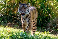 Siberian tiger walking through lush green grass with a vibrant natural backdrop.