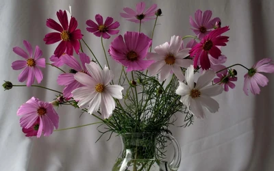 Vibrant bouquet of pink and white garden cosmos in a glass vase, showcasing delicate petals and lush green foliage.