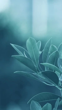 blue, leaf, green, plant, botany wallpaper