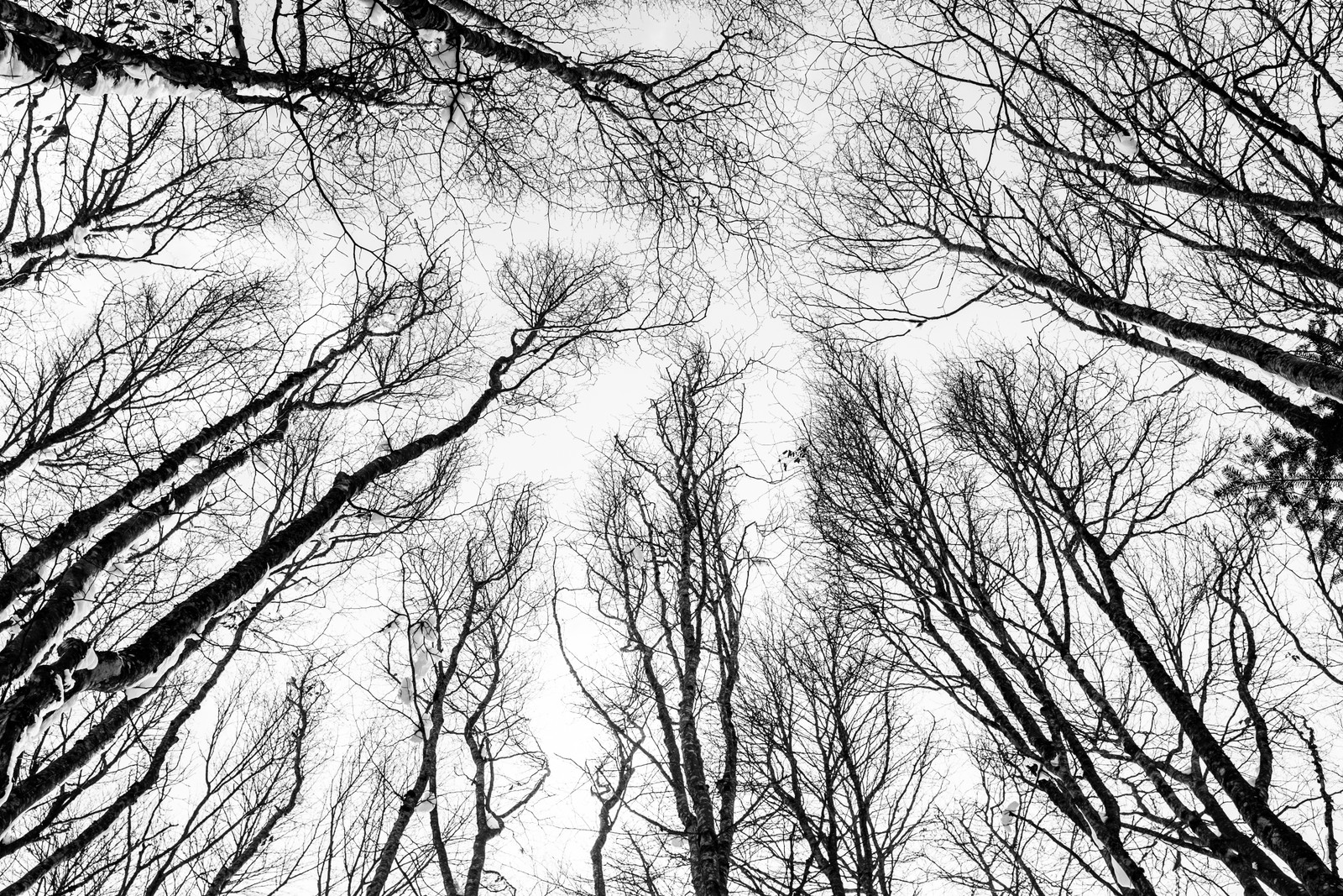 black and white, forest, tree, sketch, branch wallpaper