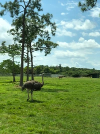 Avestruz comum em uma reserva natural de gramado