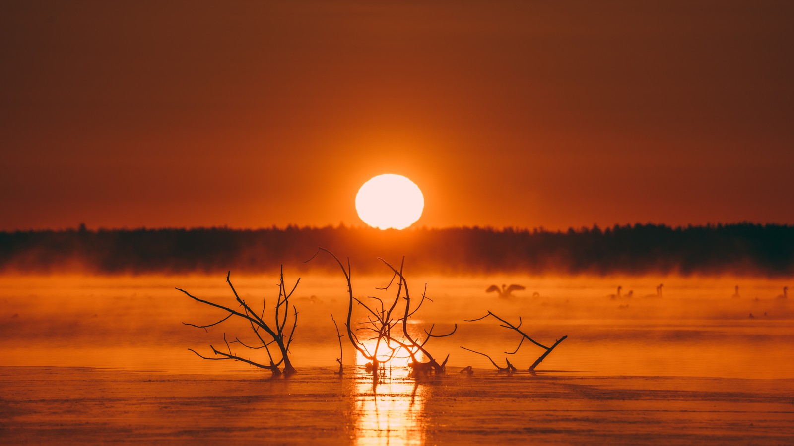 A large sun is setting over a lake with dead trees (imac, water, atmosphere, ecoregion, afterglow)