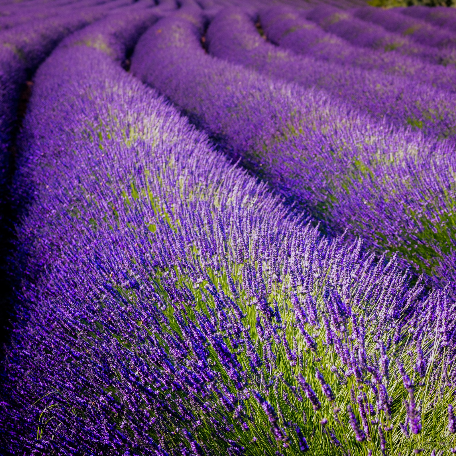 Lavendelfelder im sommer mit einem einsamen baum im hintergrund. (englische lavendel, blume, pflanze, lila, gras)