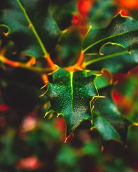 plant, maple, close up, pattern, plants