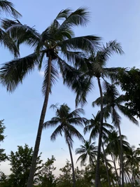 Palmas de dátiles tropicales contra un cielo despejado