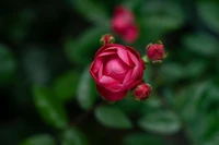 Blooming Pink Floribunda Rose Surrounded by Buds