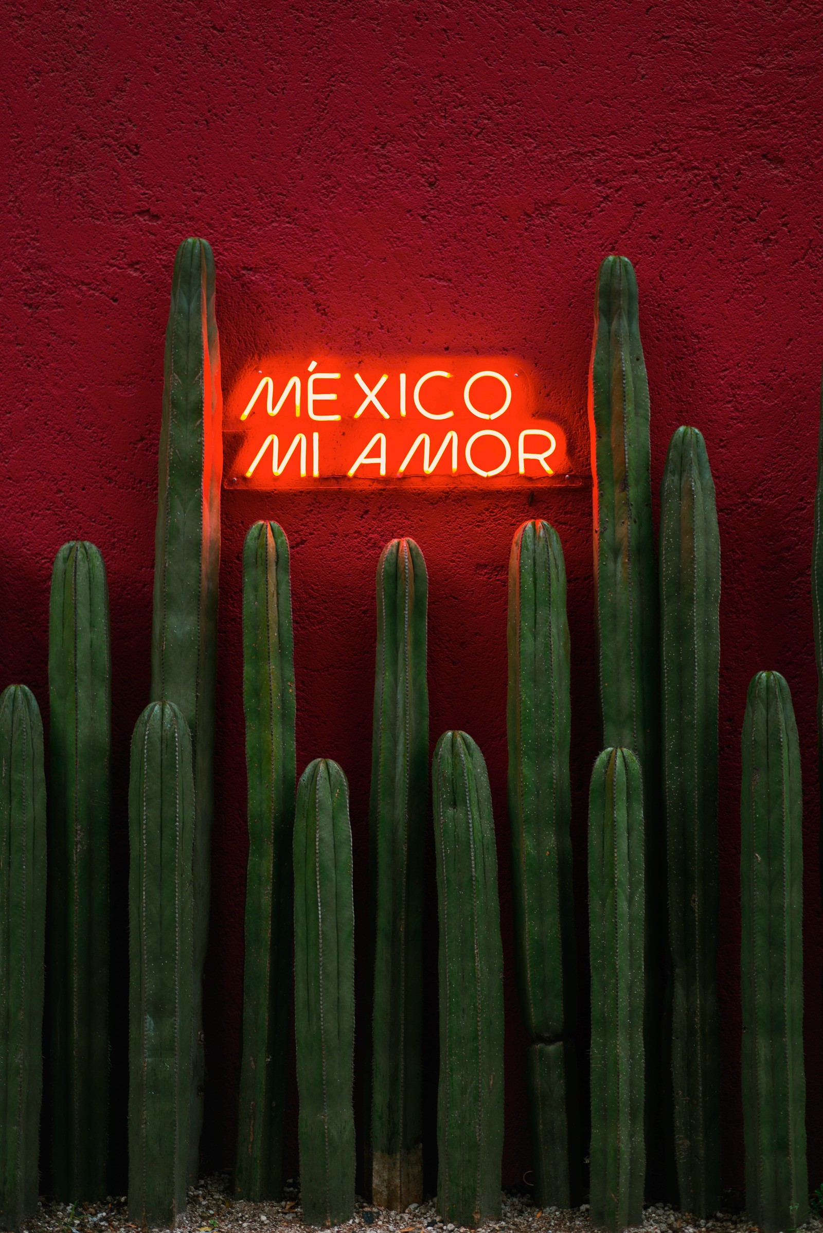 Des plantes de cactus devant un mur rouge avec un panneau néon (vert, saguaro, cactus, plante, coloré)