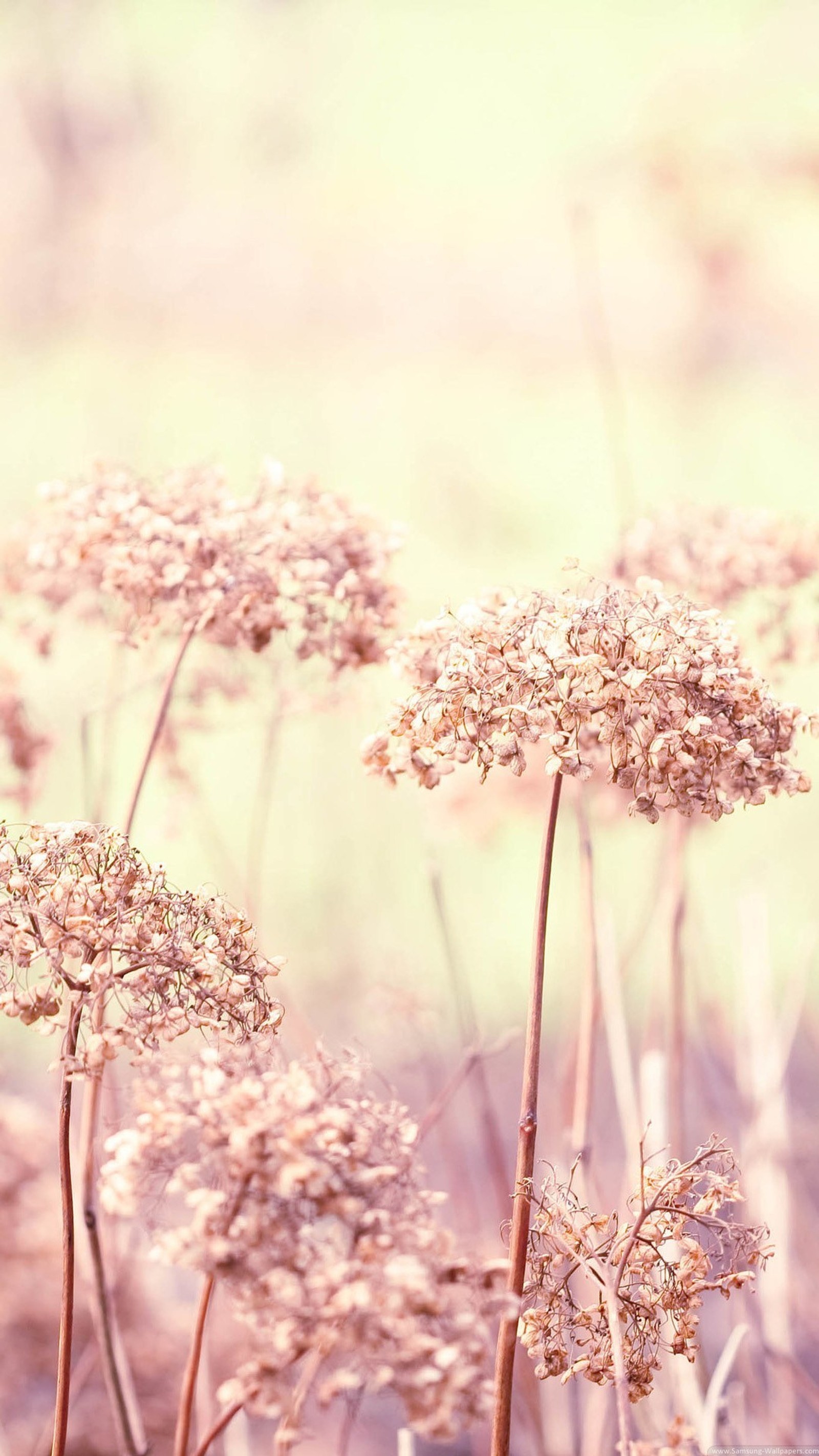 Hay muchas flores que están creciendo en el campo (teléfono inteligente, android, naturaleza, flor, planta)