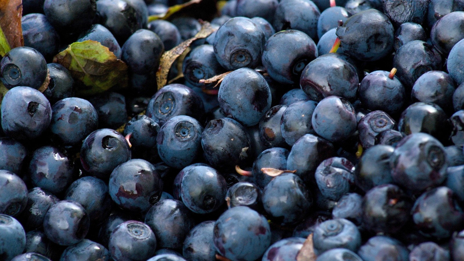 Eine nahaufnahme eines haufens heidelbeeren mit blättern darauf (blaubeere, beere, frucht, superfood, essen)