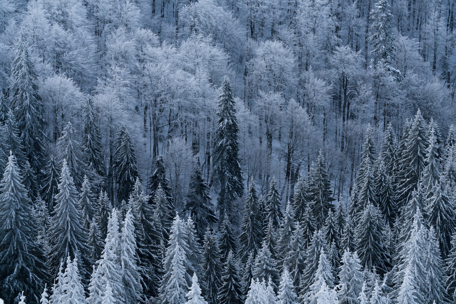 snow, winter, tree, frost, freezing wallpaper