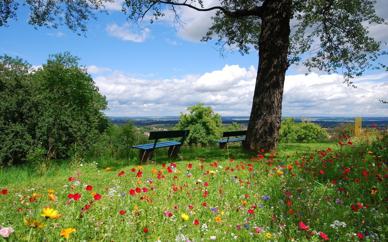 There is a bench in the middle of a field of flowers (nature, meadow, flower, wildflower, grassland)