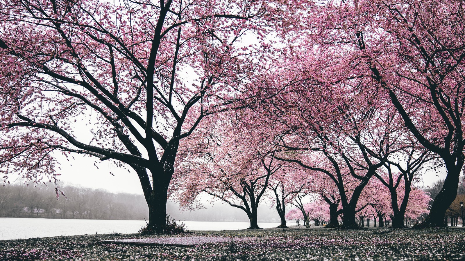 A group of trees with pink flowers in a park (cherry blossom, blossom, tree, nature, branch)