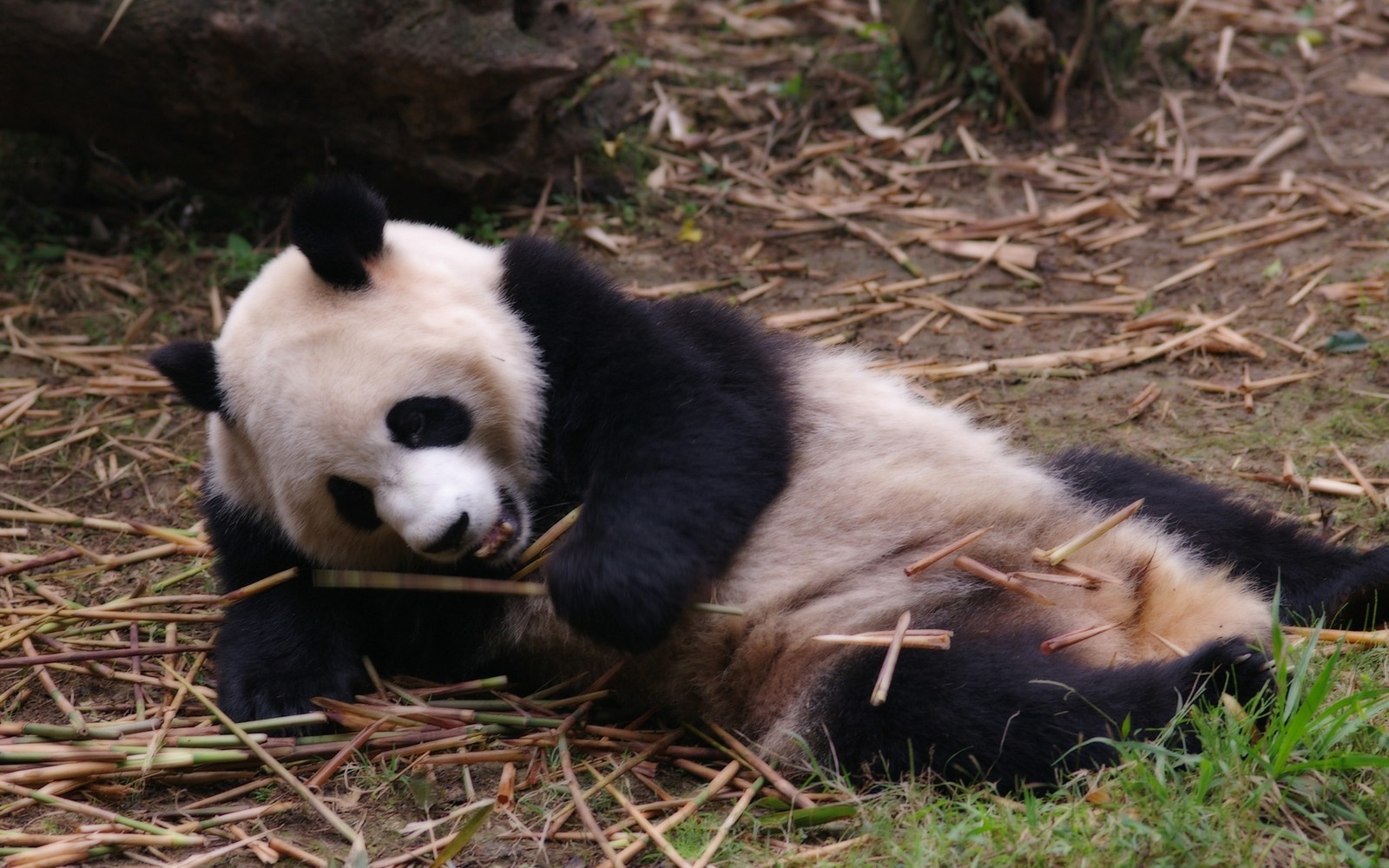 Ein panda sitzt auf dem boden und isst bambusstäbchen (riesenpanda, roter panda, landsäugetier, bär, wildleben)