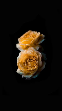 Rosas híbridas elegantes em amarelo suave contra um fundo escuro