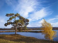 Serene Siberian Wetland with Reflective Waters and Vibrant Trees