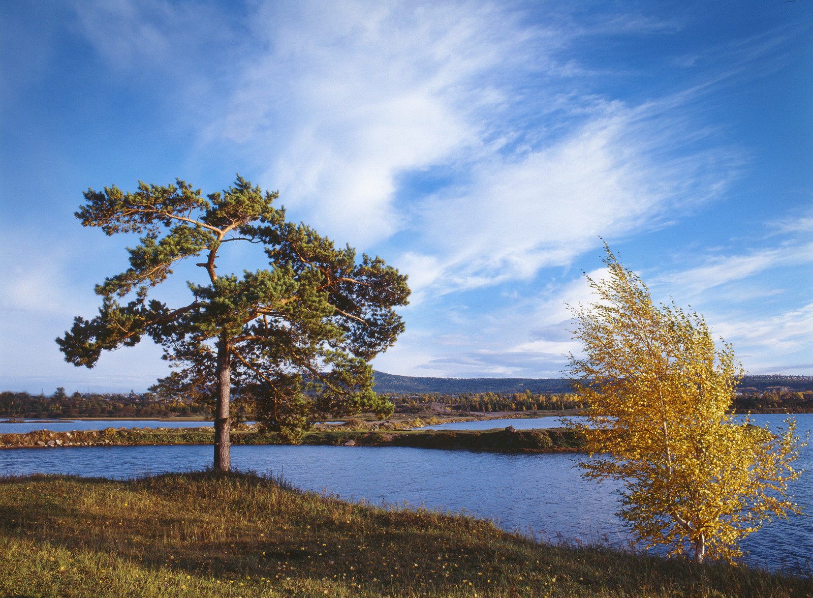 There is a lone tree standing next to a lake in the fall (siberia, tree, nature, reflection, water)