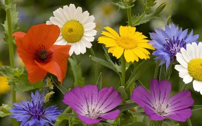 Colorful Assortment of Wildflowers in Bloom