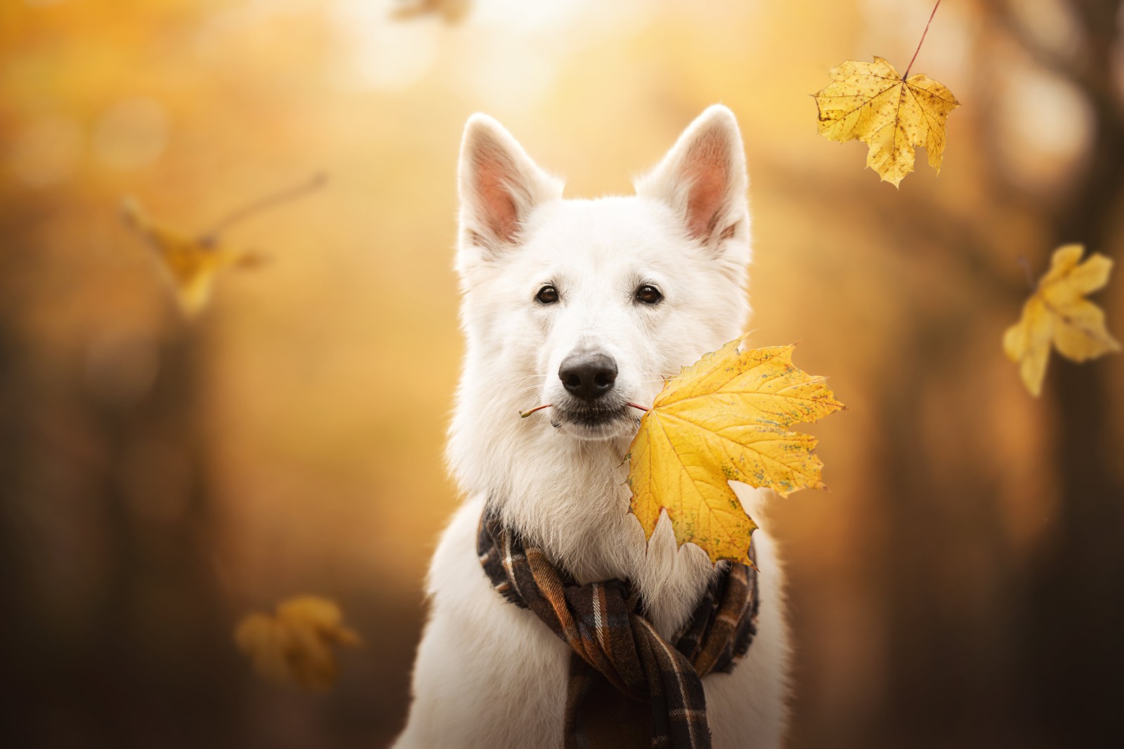 There is a white dog that is holding a leaf in its mouth (white swiss shepherd dog, breed dog, berger blanc suisse, white shepherd, white dog)