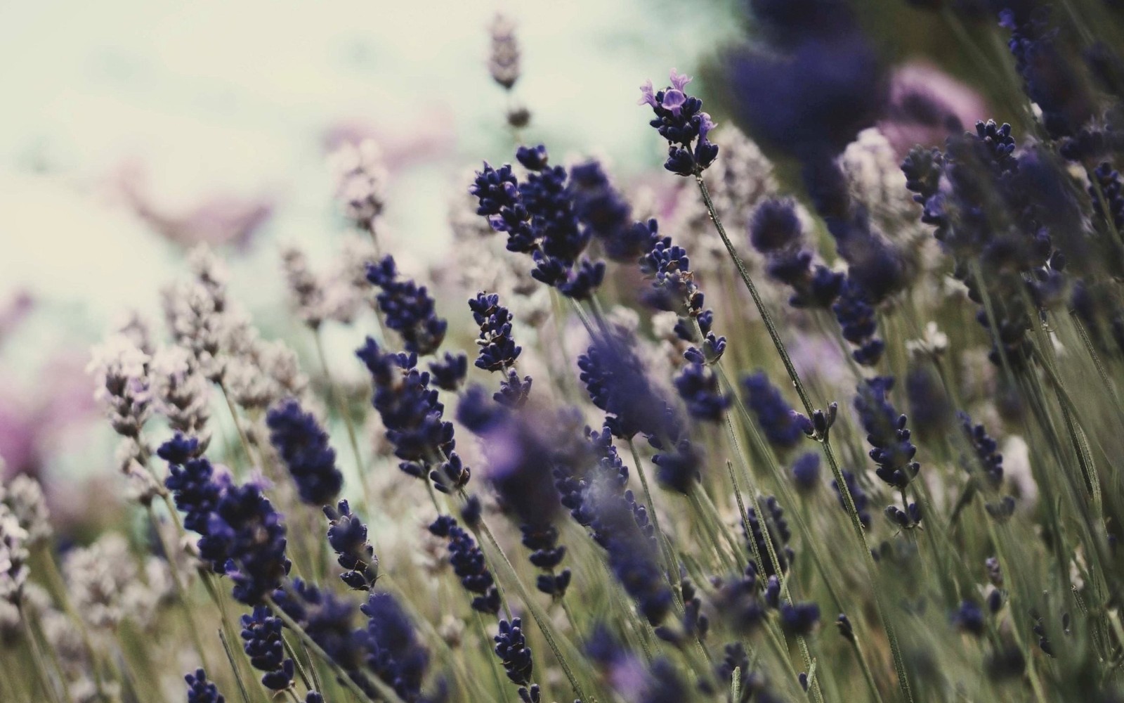 Des fleurs de lavande dans un champ avec un fond de ciel (lavande, lavande anglaise, plante, printemps, nature)