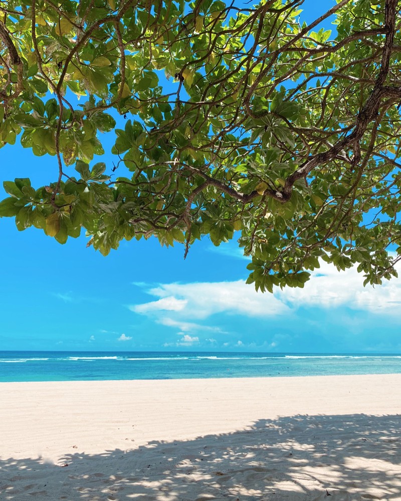 На пляже есть скамейка под деревом (бали, bali, вода, ветвь, жидкость)