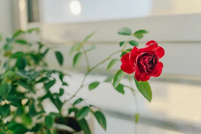 Vibrant red garden rose blooming against a backdrop of lush green leaves.