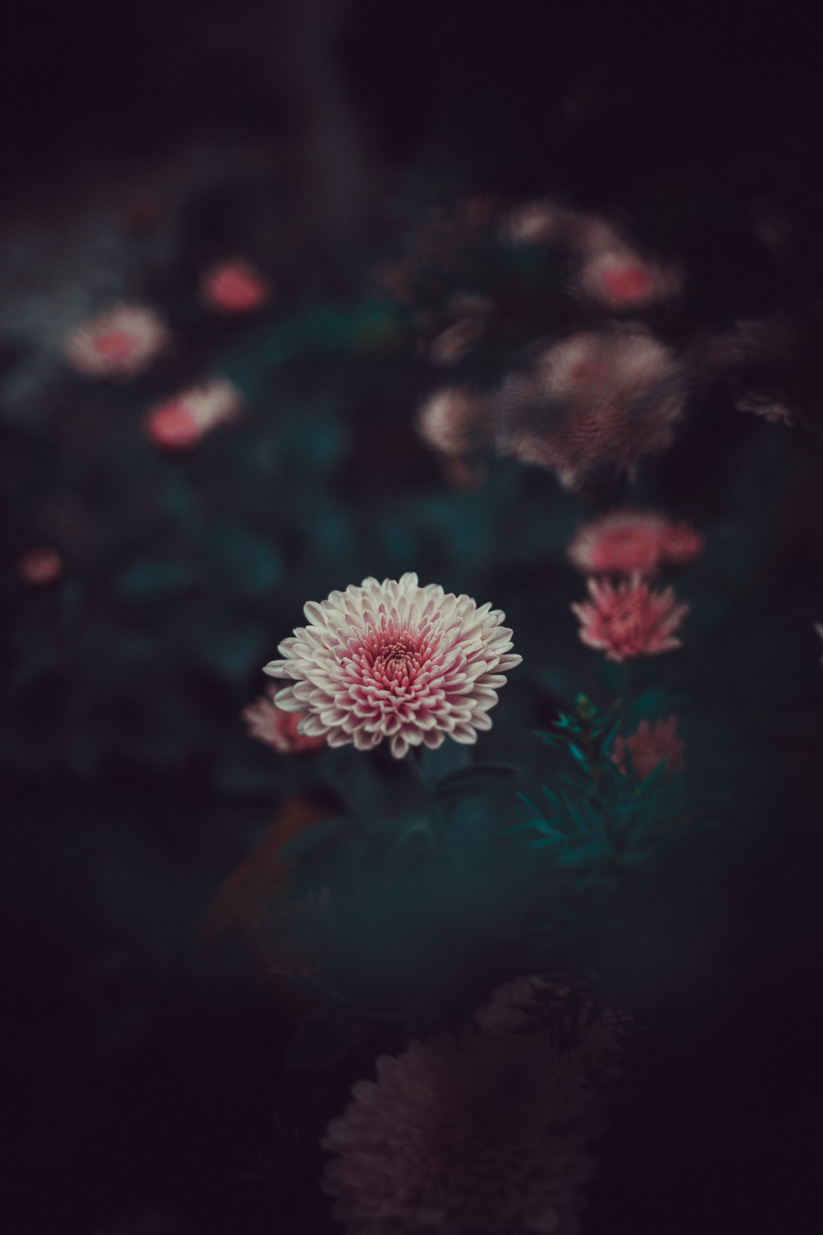 red, pink, green, flower, darkness wallpaper