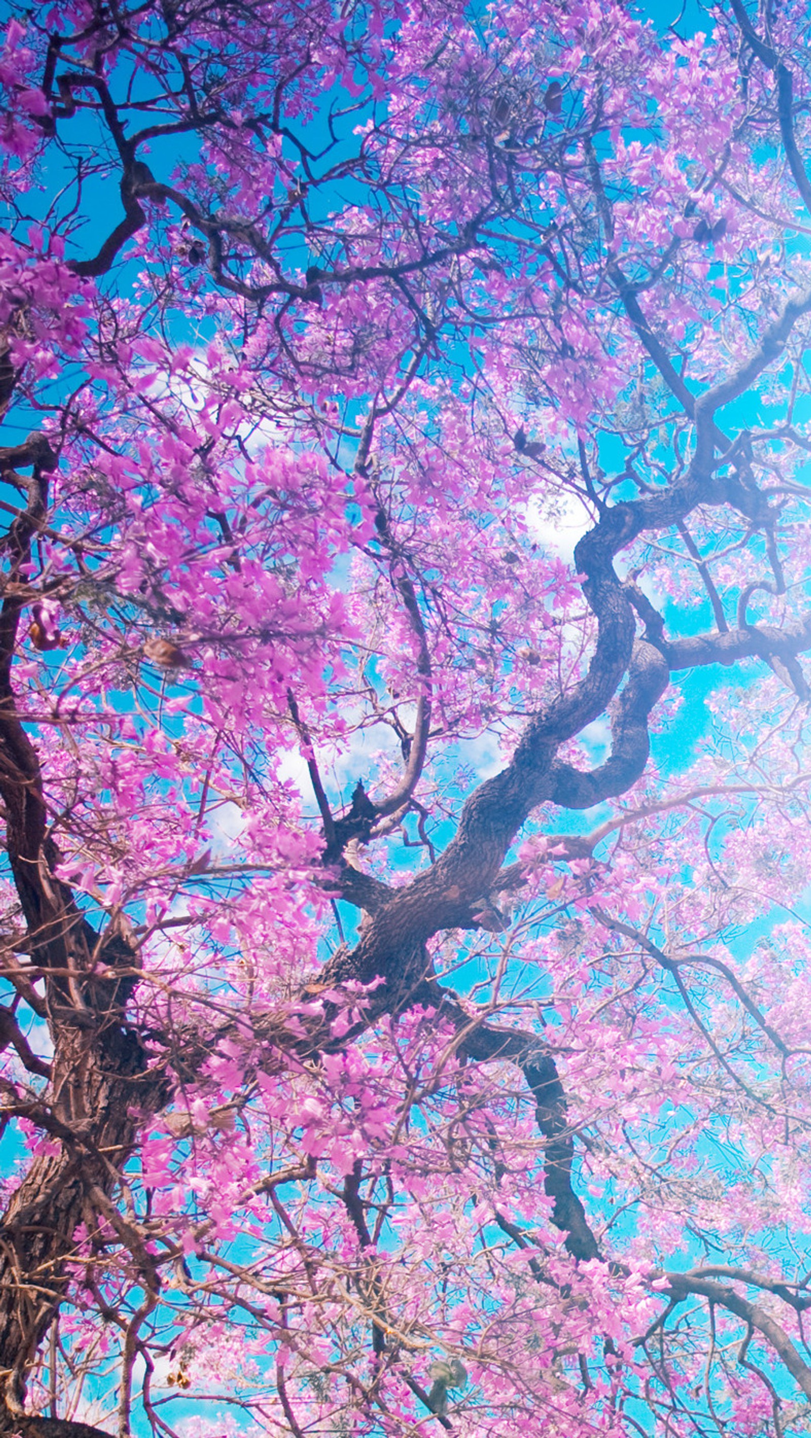 There is a tree with purple flowers growing in the branches (cherry, sakura, sky, spring, sun)