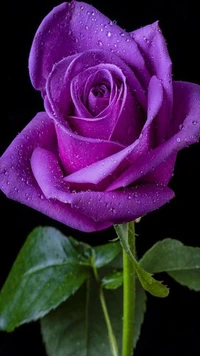 fleur, nature, rose violette