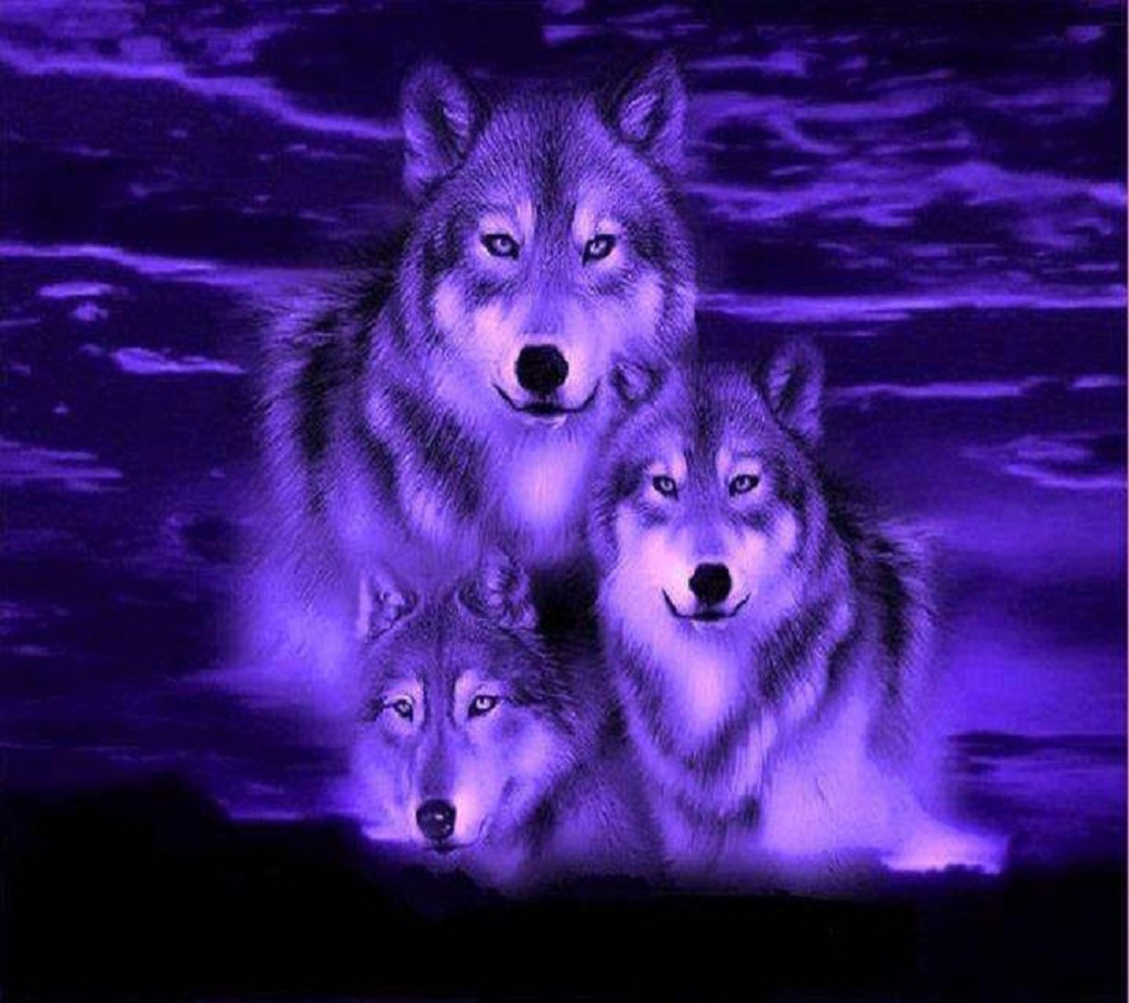 Three wolfs in the moonlight greeting card (wallpaper, wolves)