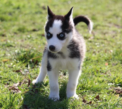 Cachorro de husky juguetón con ojos azules llamativos en un campo verde exuberante