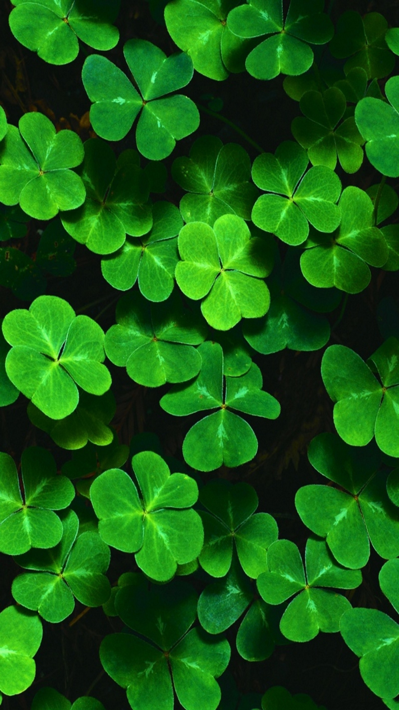 A close up of a bunch of green leaves on a plant (green, holiday, lucky, shamrock)