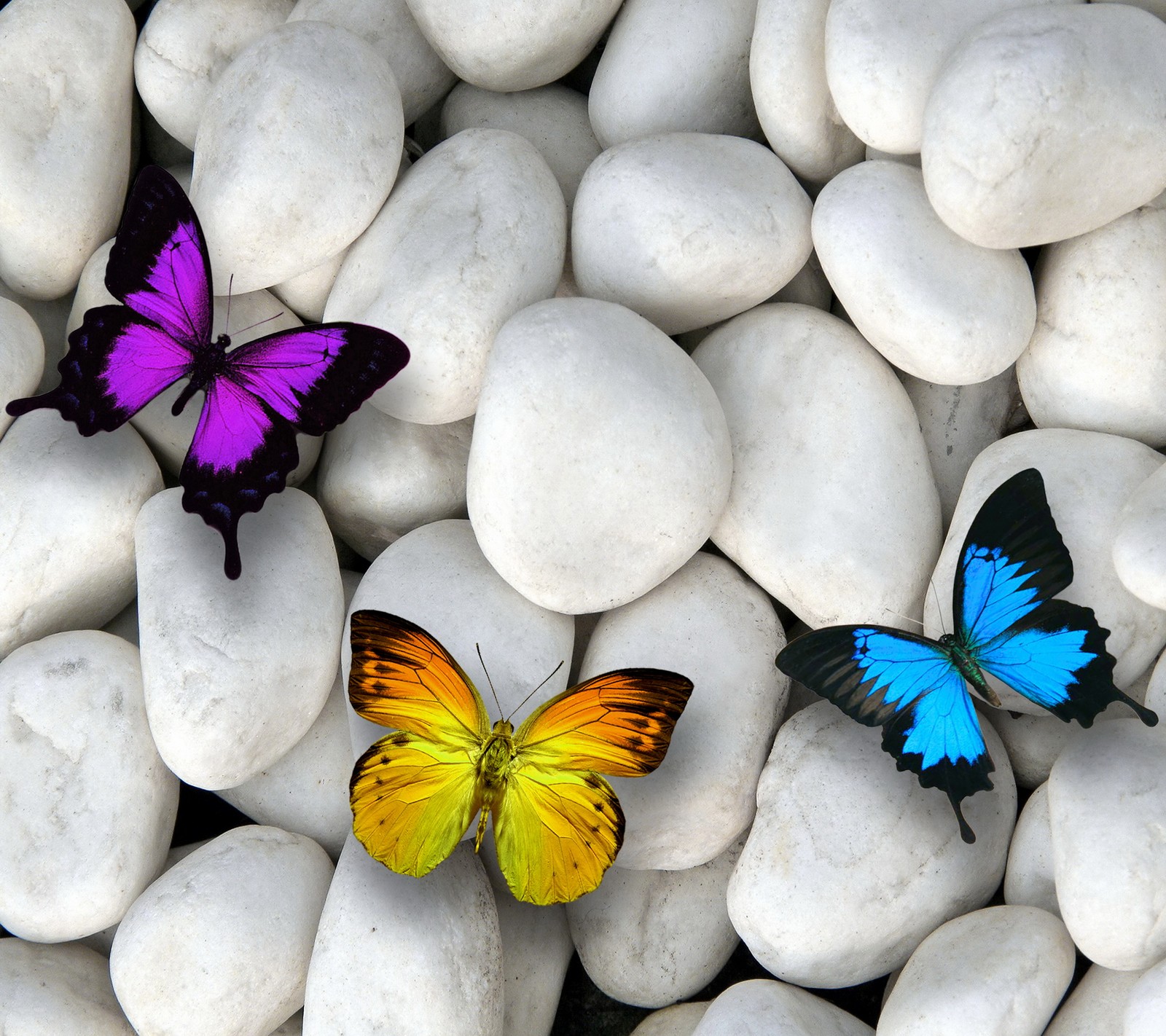 Three butterflies are sitting on a pile of white rocks (butterflies, design, stones, white)