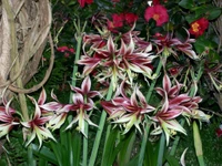 Auffällige rote und cremefarbene Amaryllisblüten in einer üppigen Gartenumgebung